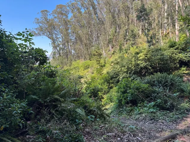 a view of a forest with trees