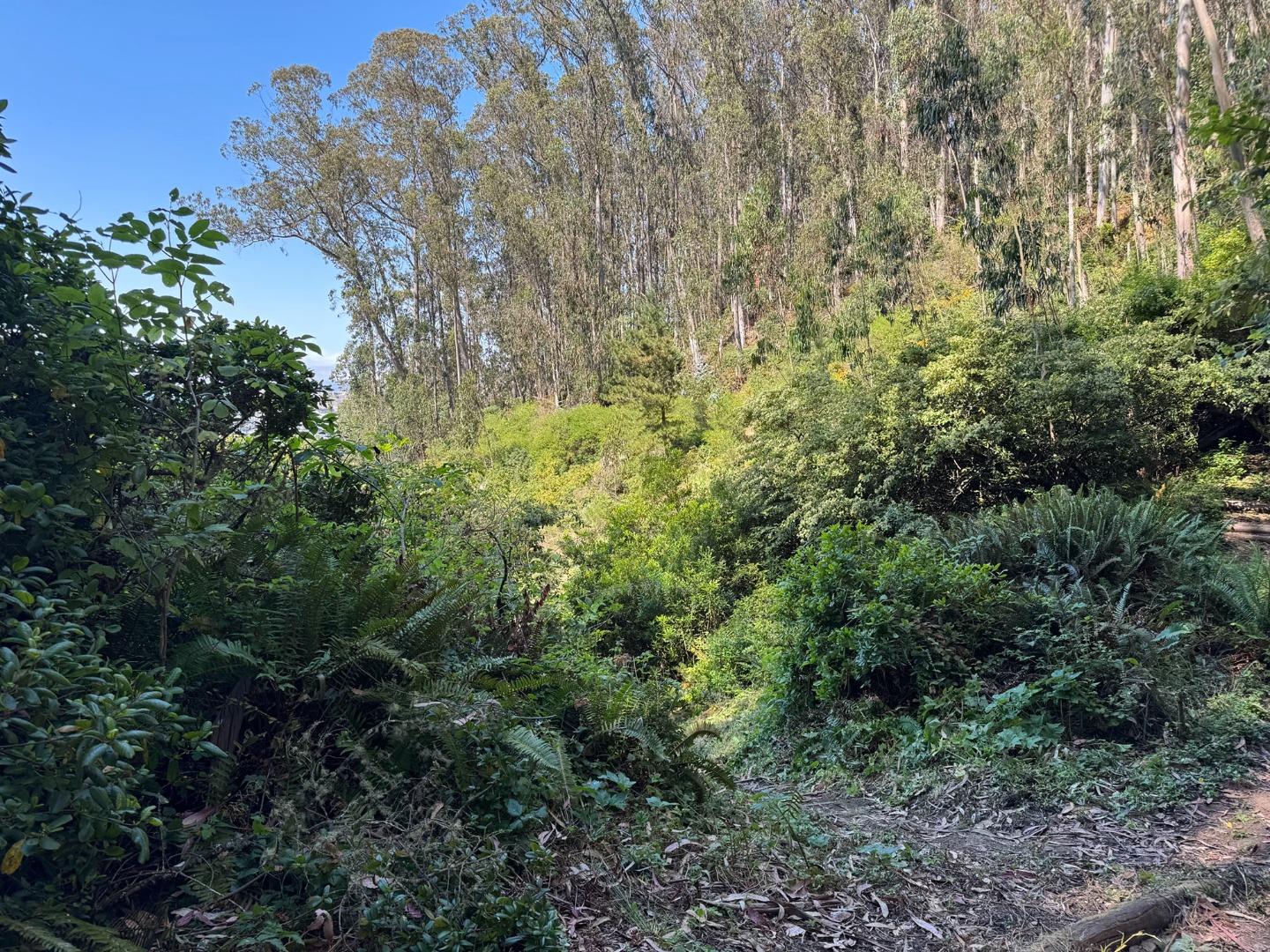0 Adobe Drive Pacifica, CA 94044 - Photo 15 of 41 a view of a forest with plants and trees