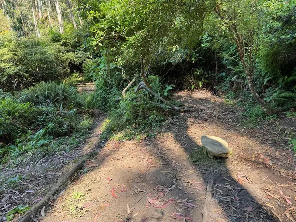 a view of forest