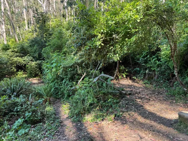 a view of a yard with plants and trees