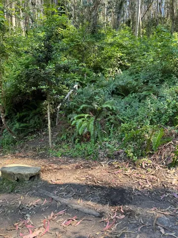 a view of outdoor space and lots of trees