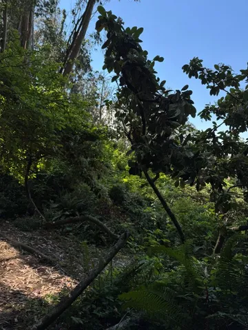 a view of a lush green forest