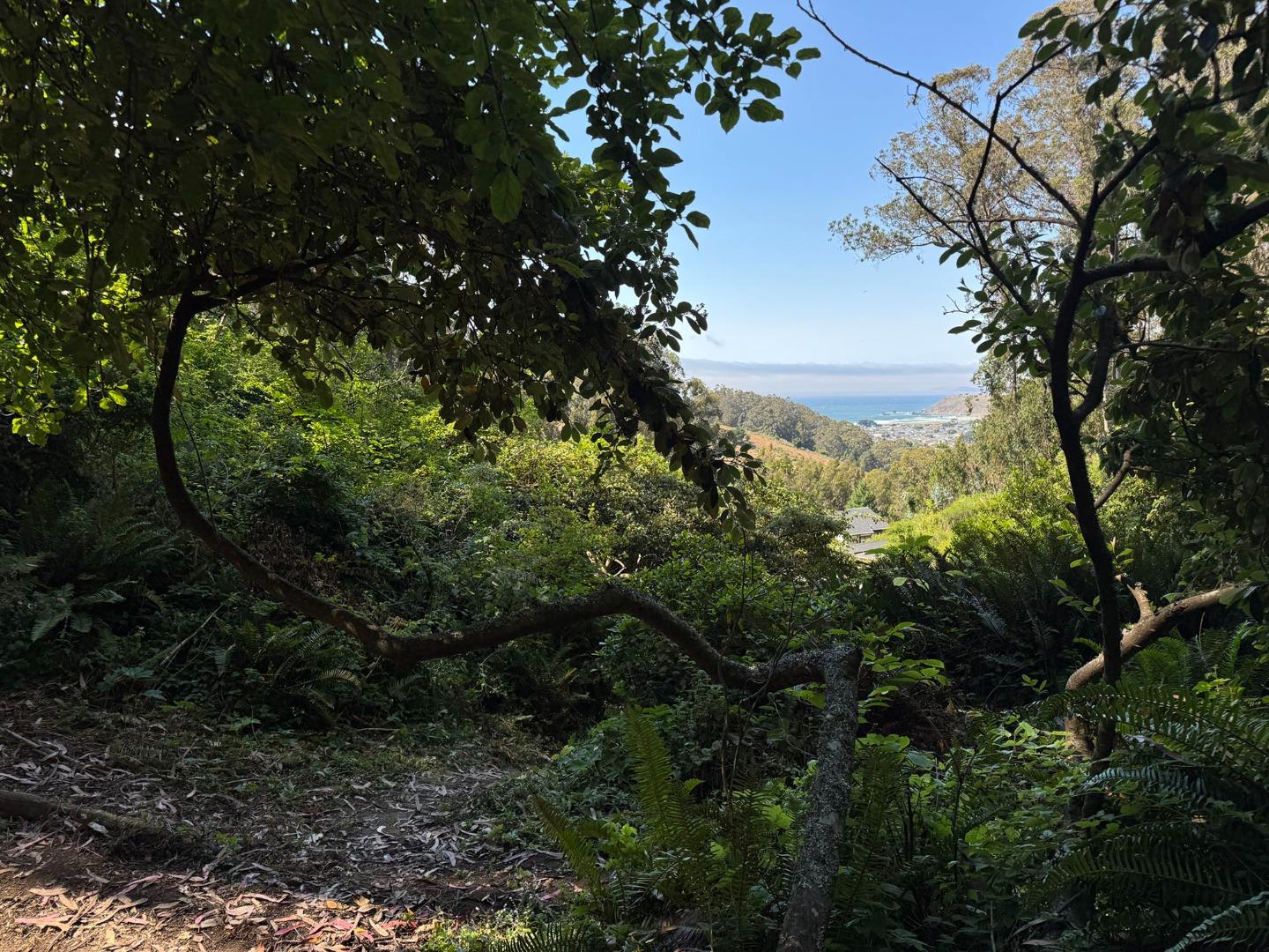 0 Adobe Drive Pacifica, CA 94044 - Photo 23 of 41 a view of a trees