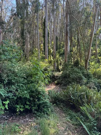 a picture of trees
