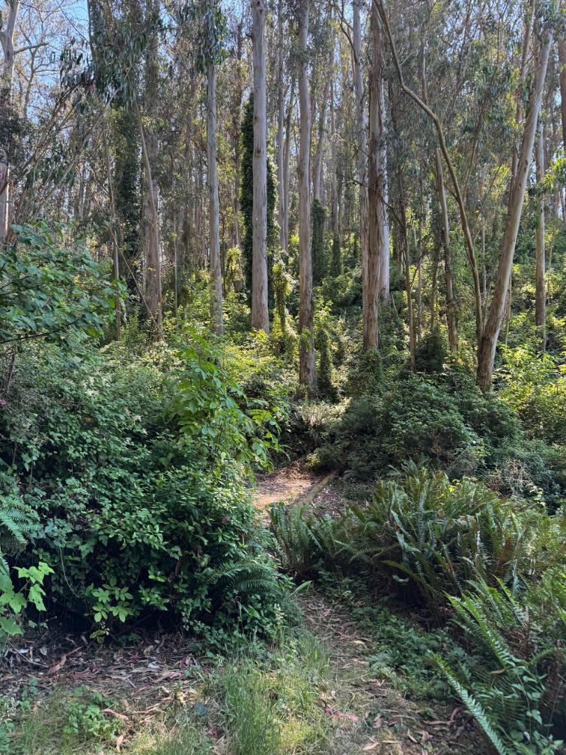 0 Adobe Drive Pacifica, CA 94044 - Photo 24 of 41 a view of trees with lots of trees