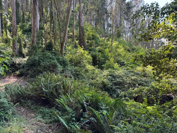 a view of outdoor space and trees all around