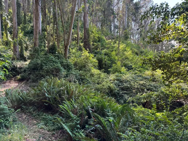 a view of outdoor space and trees all around