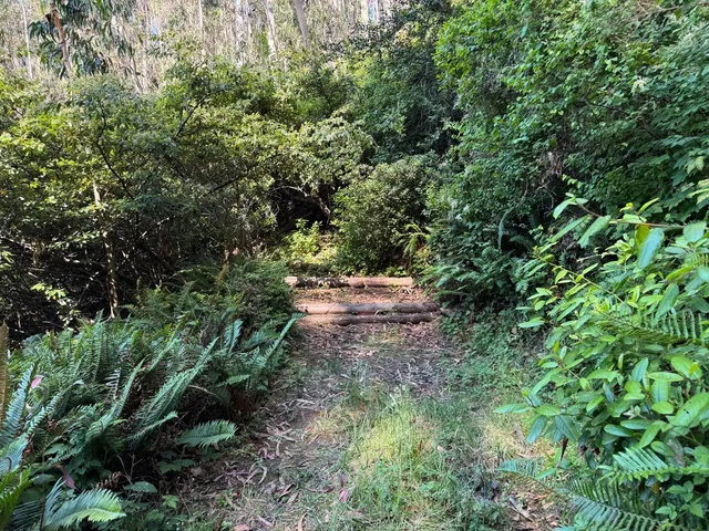 a view of a flower in a garden