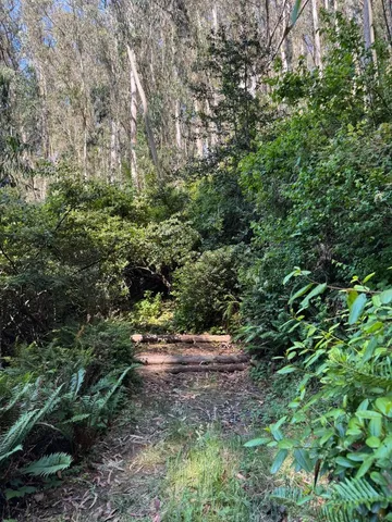 a view of a tree in a yard