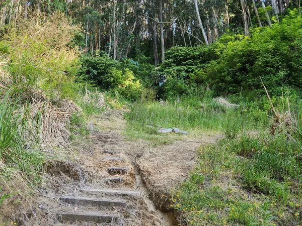 a view of a yard with plants and large trees