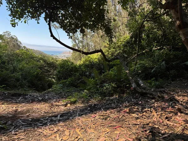 a view of a forest with a tree