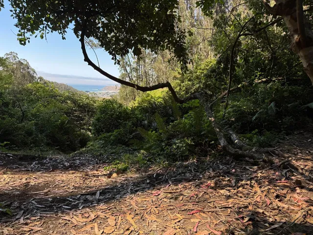 a view of a forest with a tree