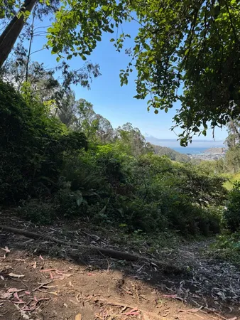 a view of a lush green forest