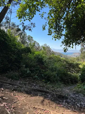 a view of a lush green forest