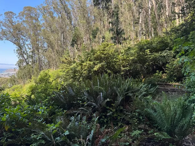 a view of a lush green forest