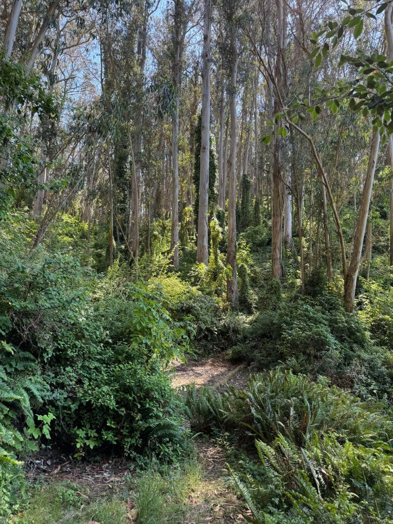 0 Adobe Drive Pacifica, CA 94044 - Photo 39 of 41 a view of a lush green forest