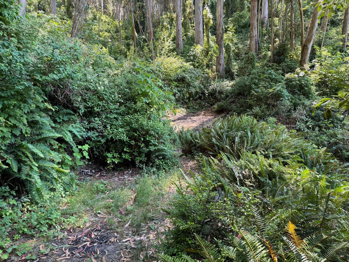 0 Adobe Drive Pacifica, CA 94044 - Photo 40 of 41 a view of a lush green forest