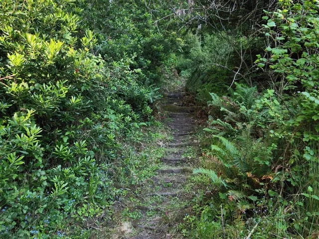 a view of a lush green forest