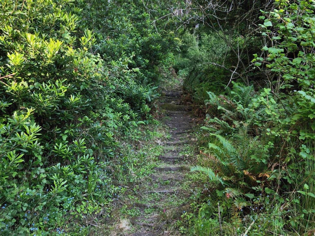 0 Adobe Drive Pacifica, CA 94044 - Photo 4 of 41 a view of a lush green forest