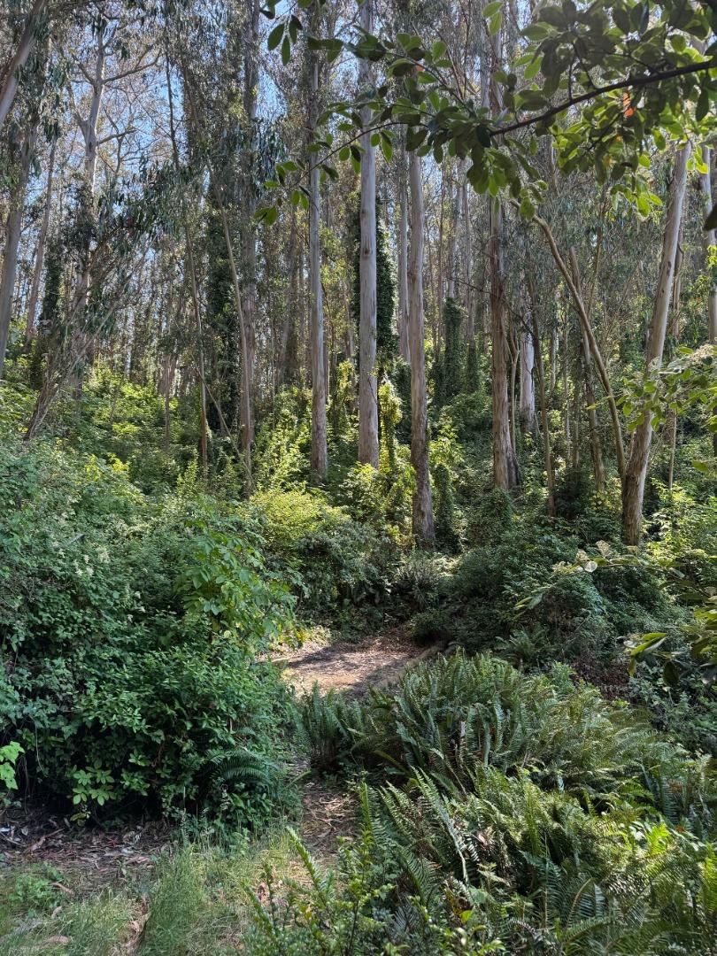 0 Adobe Drive Pacifica, CA 94044 - Photo 41 of 41 a view of a garden