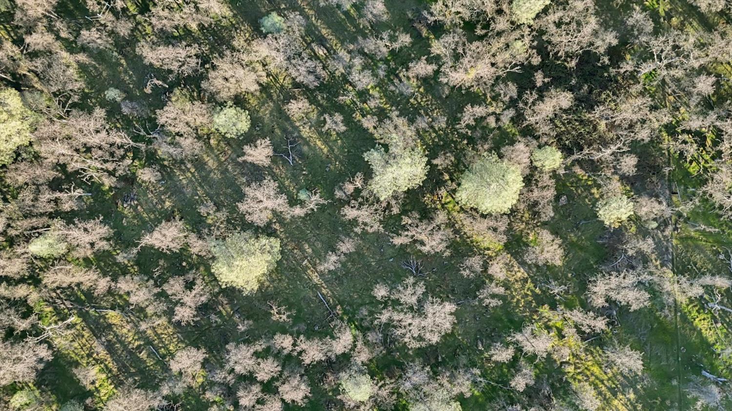 12545 Wolf Road Grass Valley, CA 95949 - Photo 92 of 99