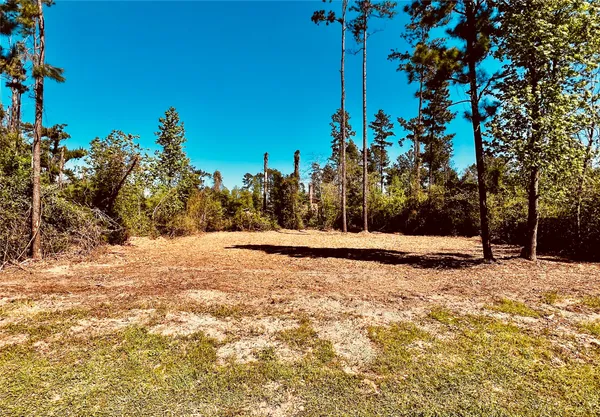 a view of a yard with trees