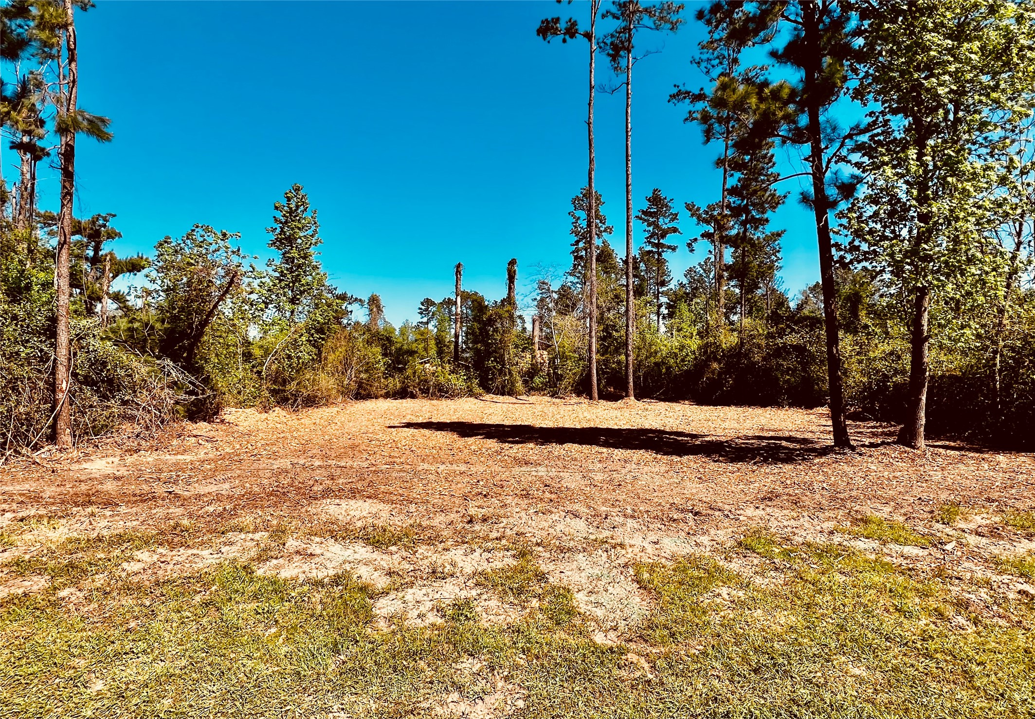 171 Brahman Drive Onalaska, TX 77360 - Photo 2 of 5 a view of a yard with trees