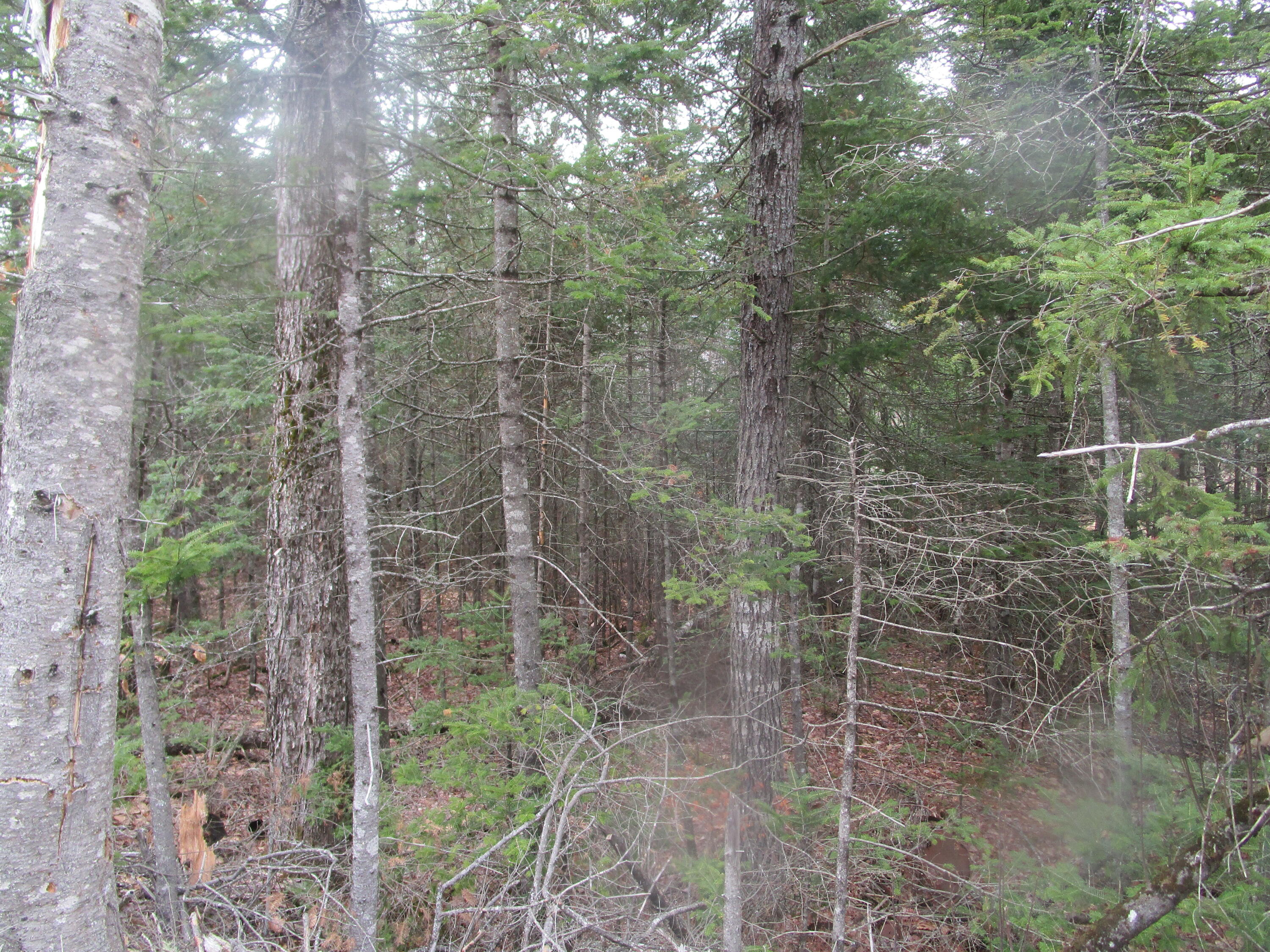 180 Rebel Hill Road Clifton, ME 04428 - Photo 5 of 9 IMG_3849