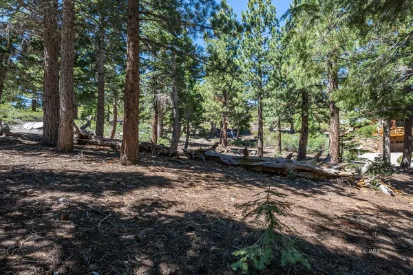 a view of a backyard with large trees