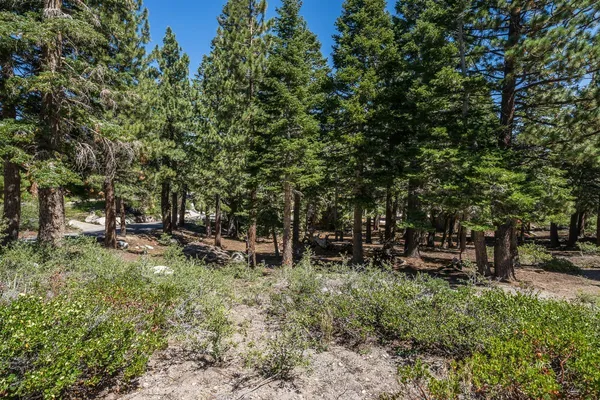 a view of a park that has large trees