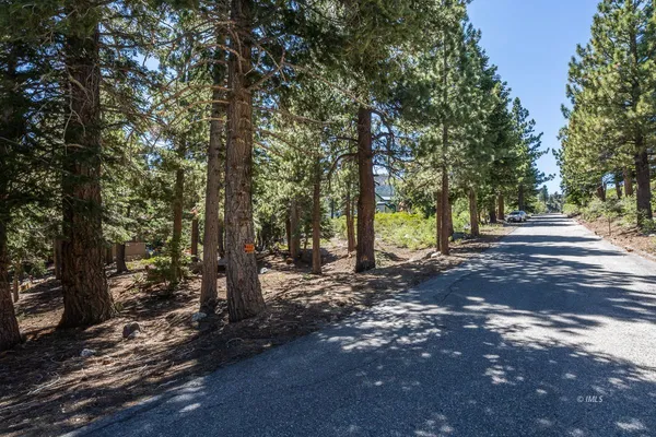 a view of a tree in the middle of a yard