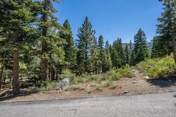 a view of a yard with plants and trees