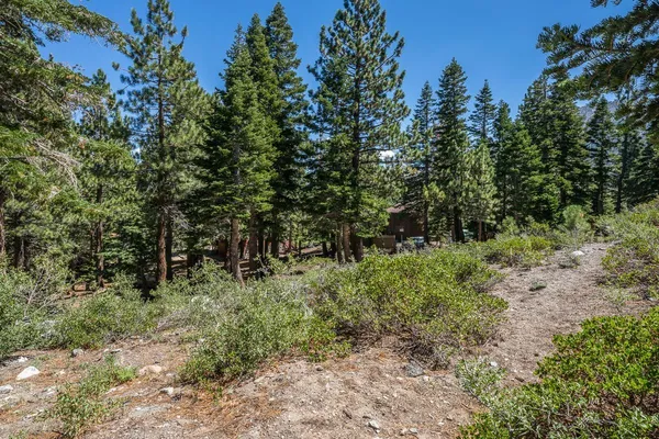 a big yard with lots of green space and deers