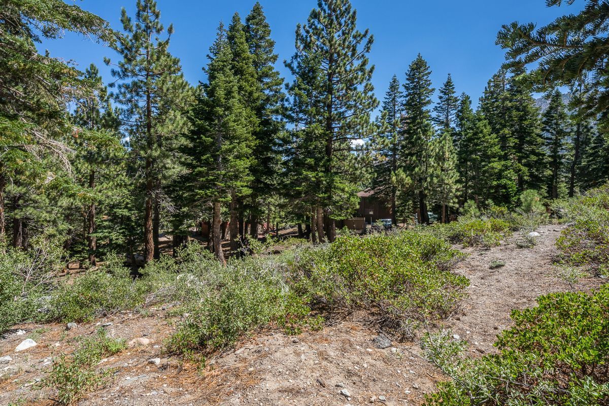 135 Summit Street Mammoth Lakes, CA 93546 - Photo 9 of 15 a big yard with lots of green space and deers