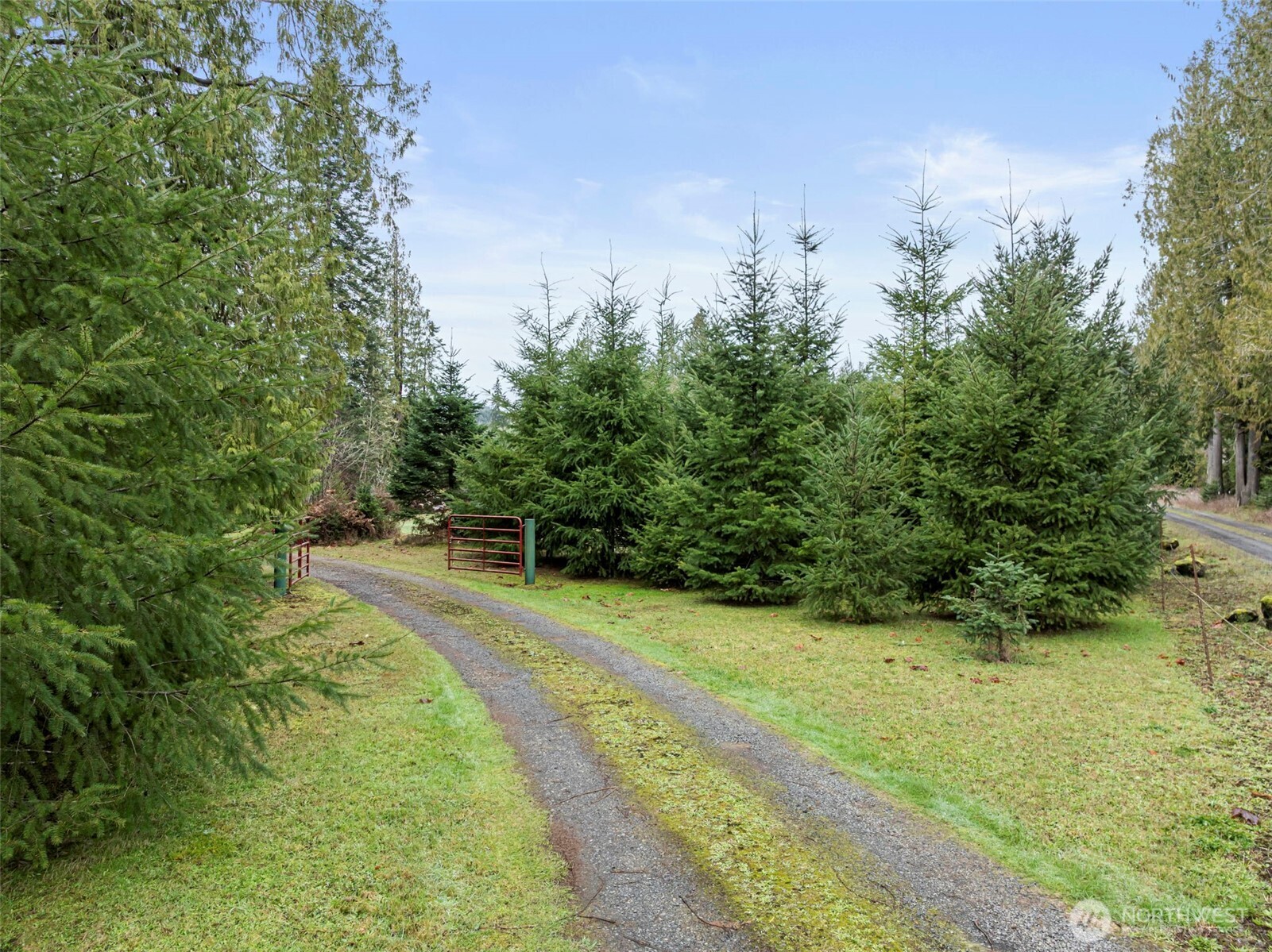 0 Wildwood Road Vader, WA 98593 - Photo 33 of 33 a view of a yard with plants and large trees