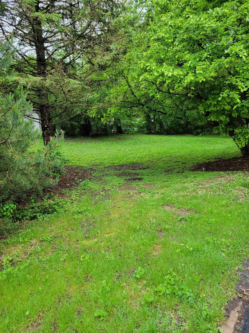 a view of a garden with a tree