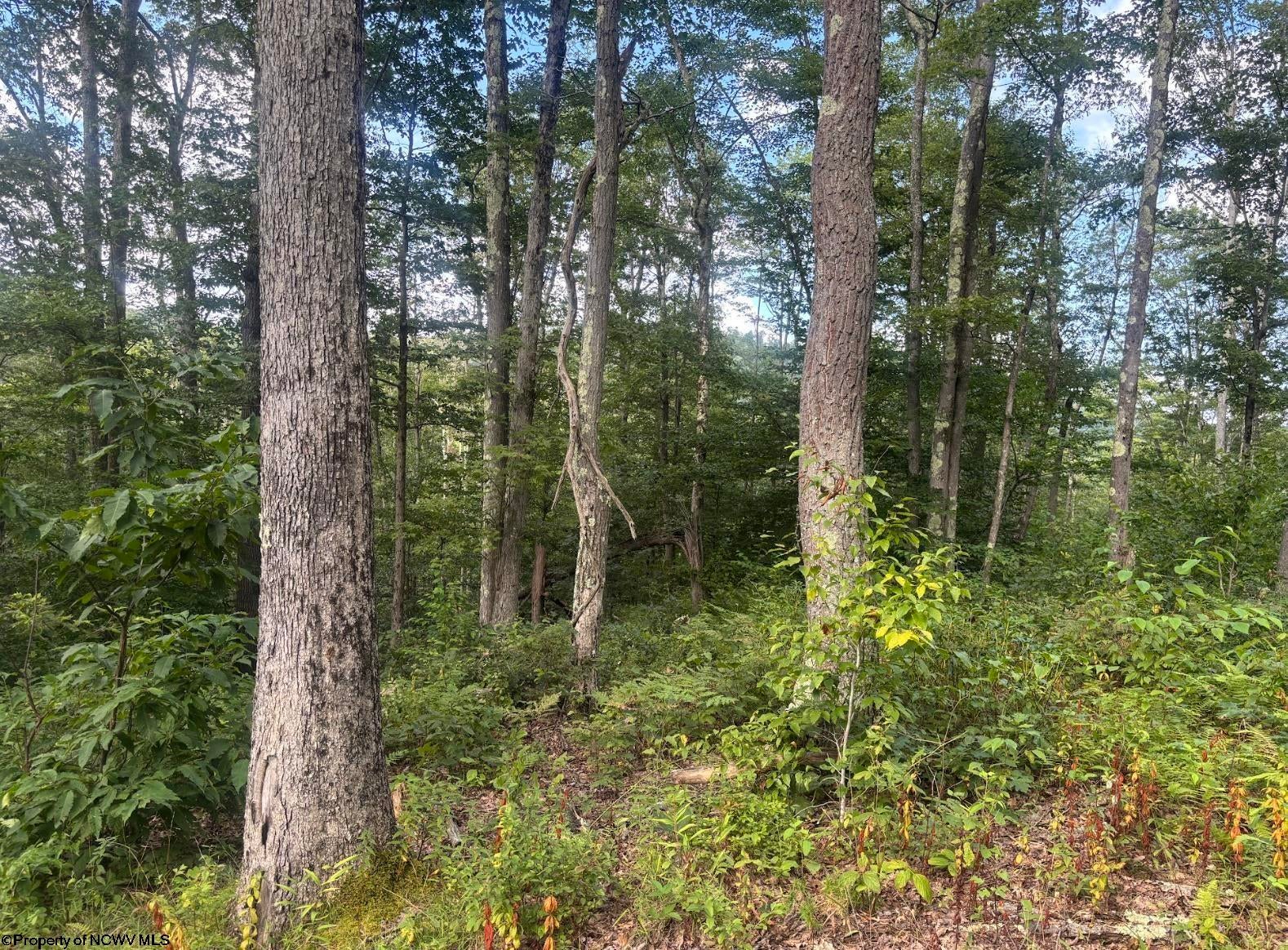 Tbd Fill Hollow Road Rowlesburg, WV 26425 - Photo 24 of 36 Gallery Image 24