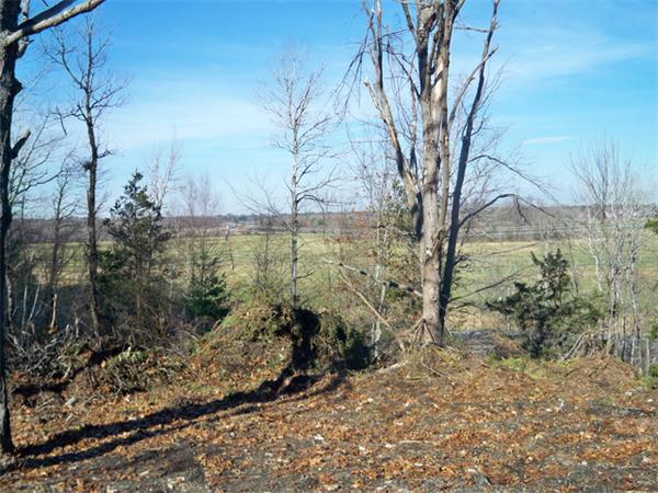53 Scotland Road Newbury, MA 01951 - Photo 5 of 5 a view of a forest filled with trees