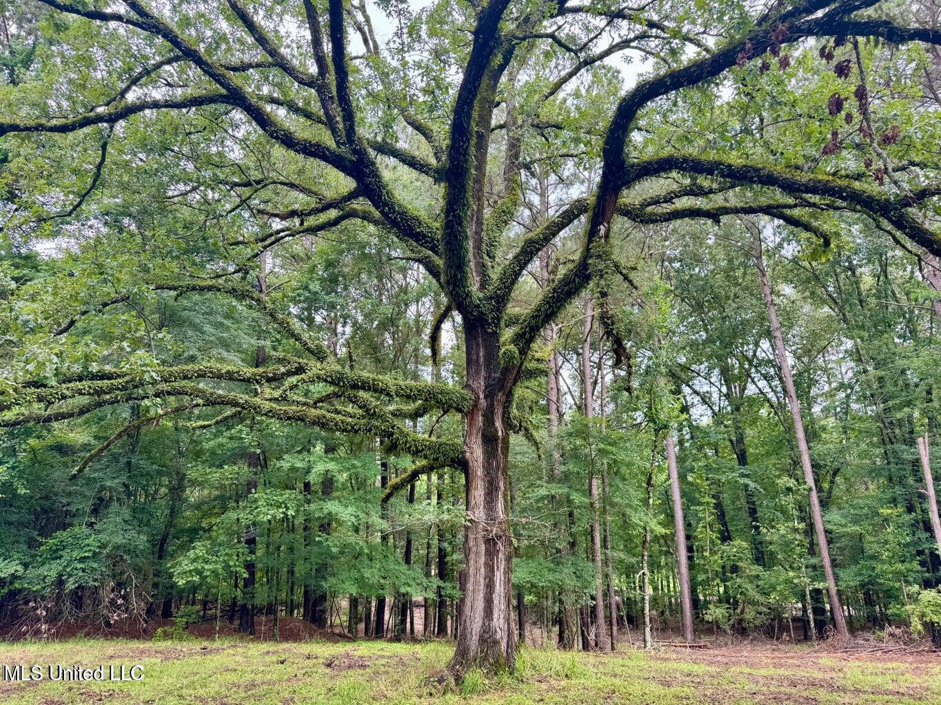 493 Gus Green Road Flora, MS 39071 - Photo 14 of 20 20250528121455012237000000-o