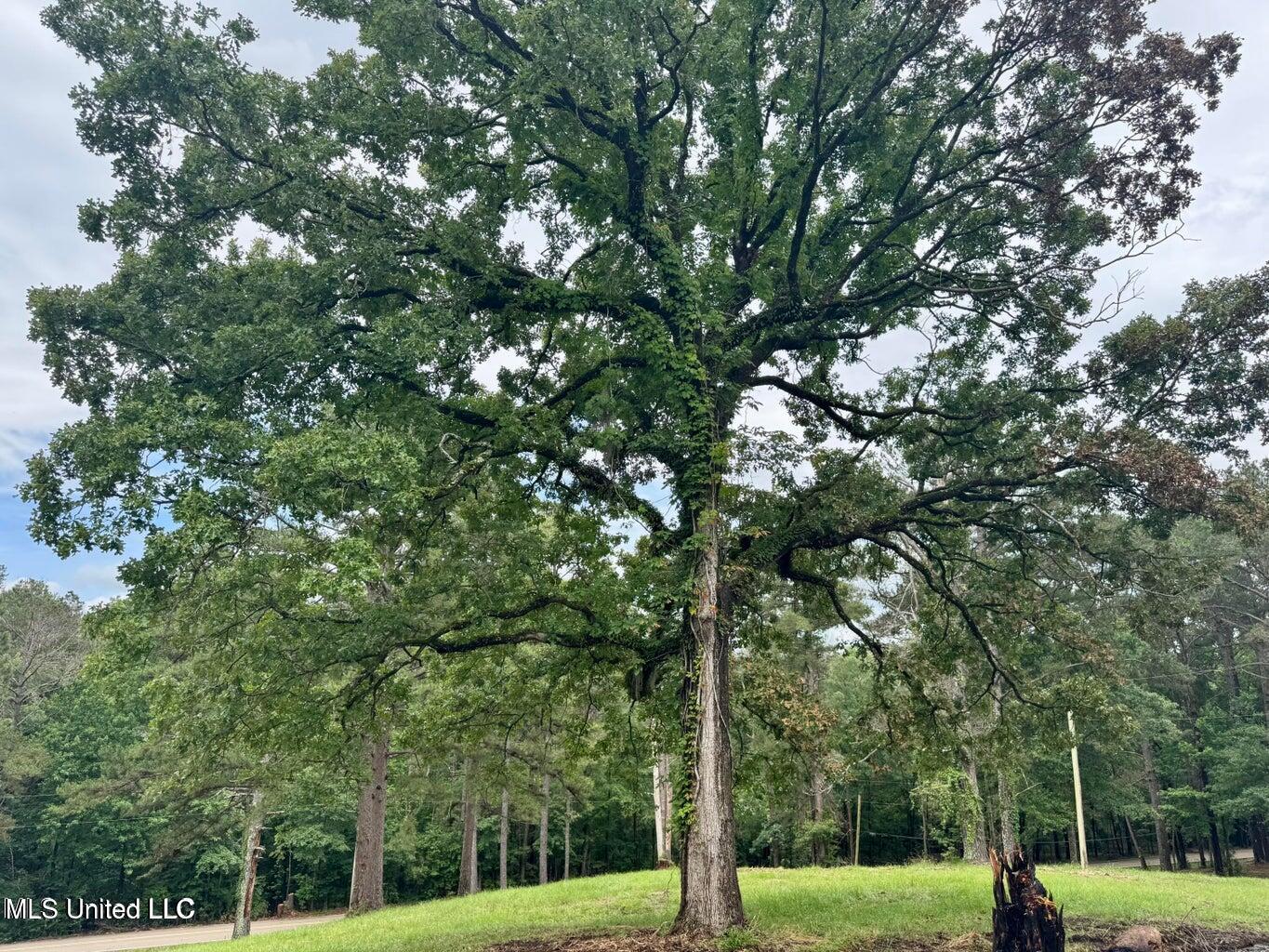 493 Gus Green Road Flora, MS 39071 - Photo 16 of 20 20250528122139416052000000-o