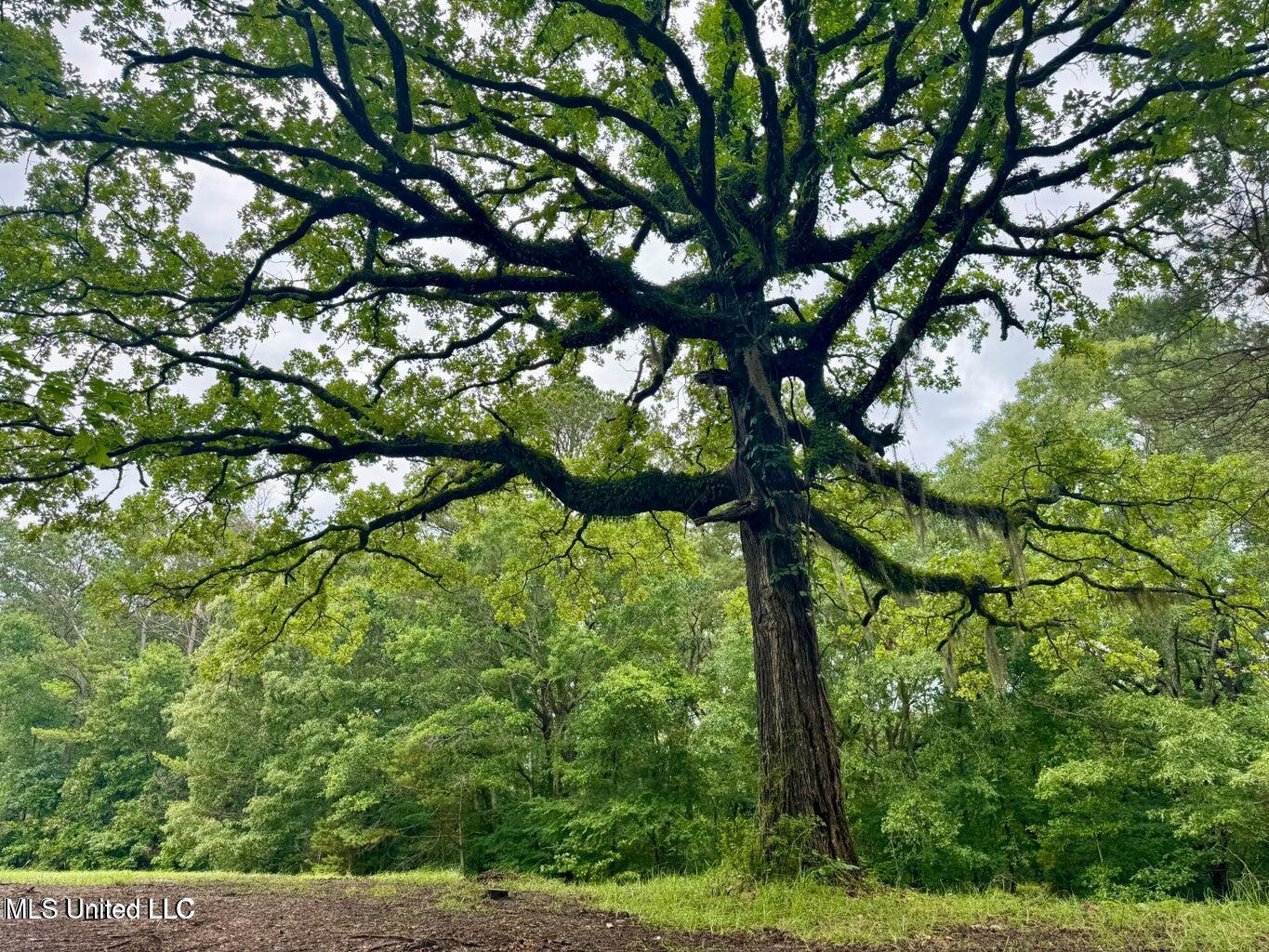 493 Gus Green Road Flora, MS 39071 - Photo 17 of 20 20250528122142835243000000-o