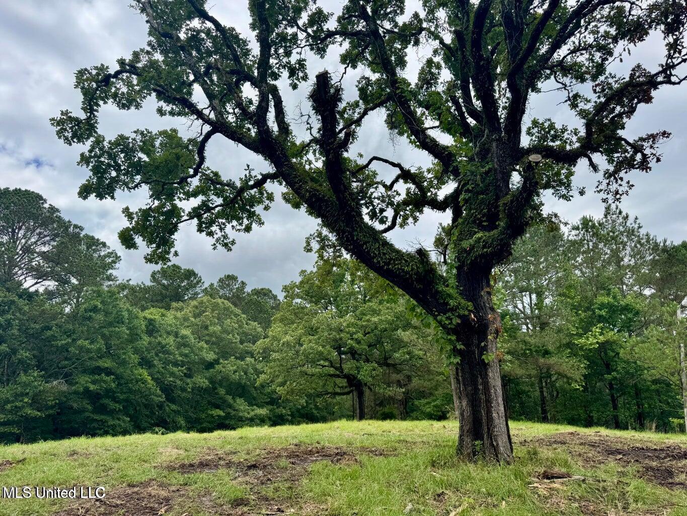 493 Gus Green Road Flora, MS 39071 - Photo 19 of 20 20250528122150067448000000-o