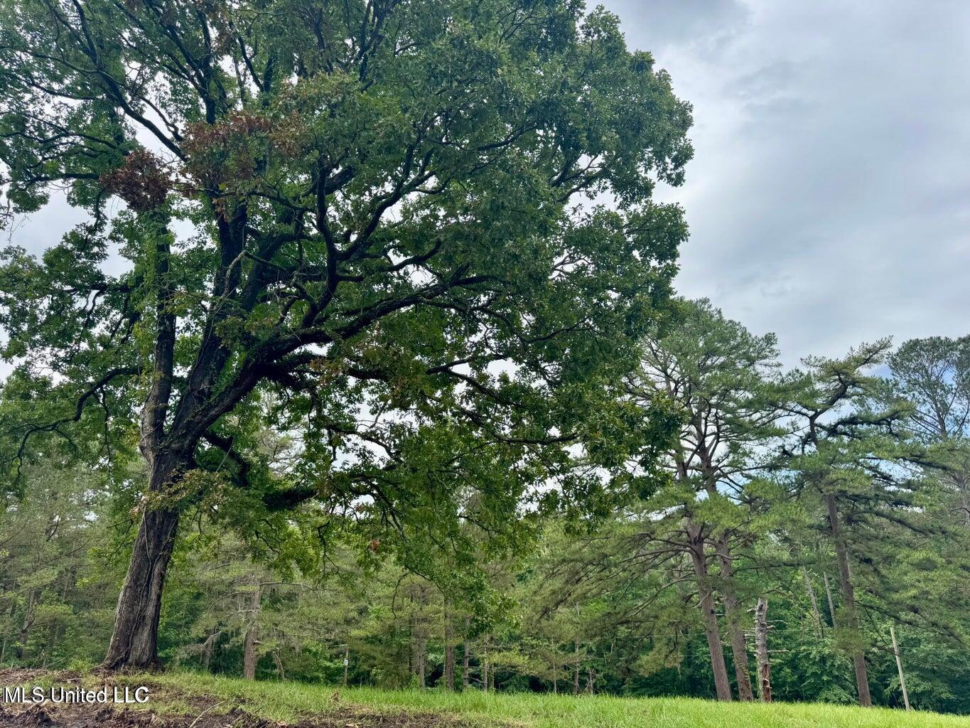 493 Gus Green Road Flora, MS 39071 - Photo 20 of 20 20250528122153523348000000-o