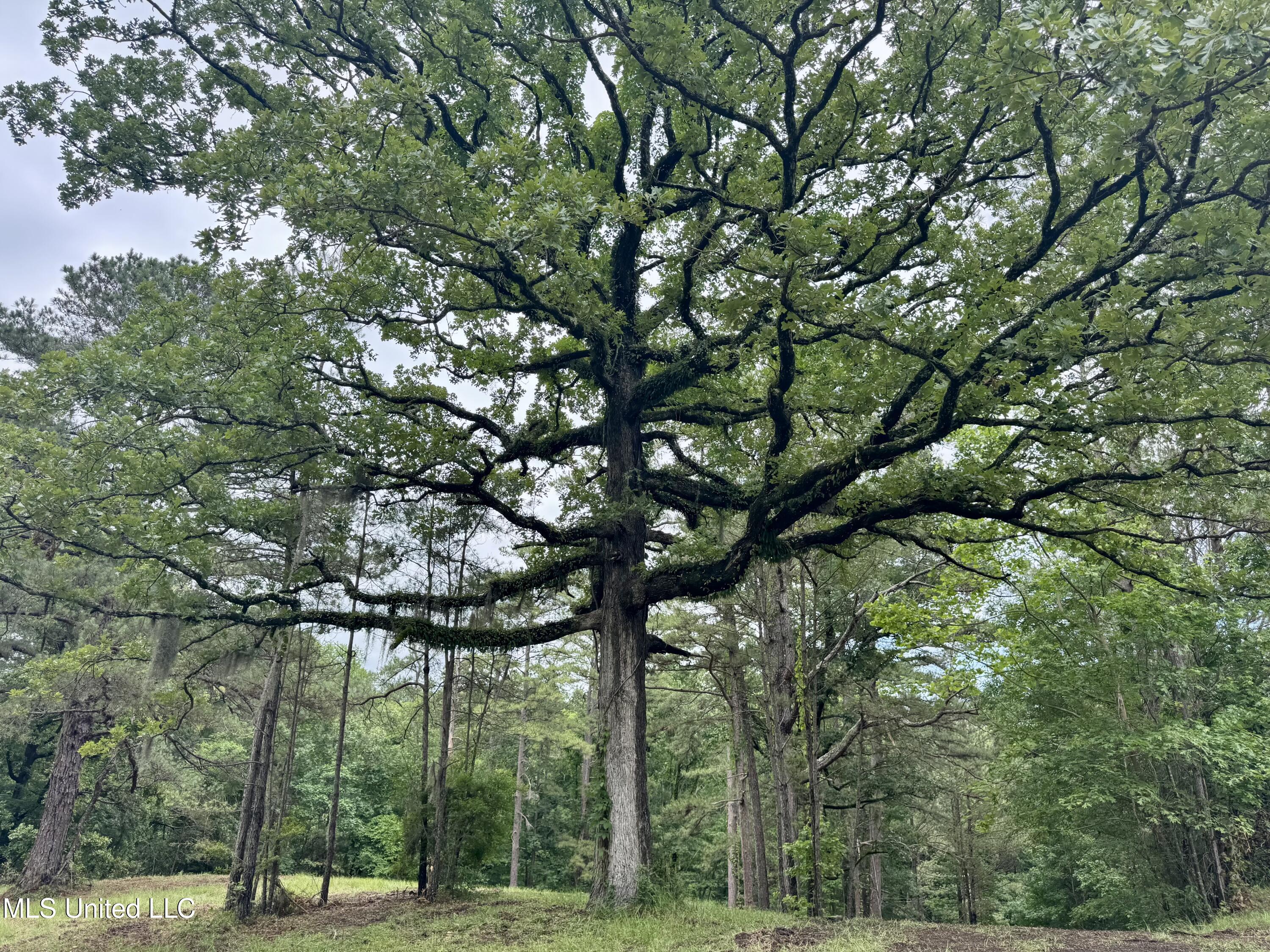 493 Gus Green Road Flora, MS 39071 - Photo 3 of 20 IMG_9003