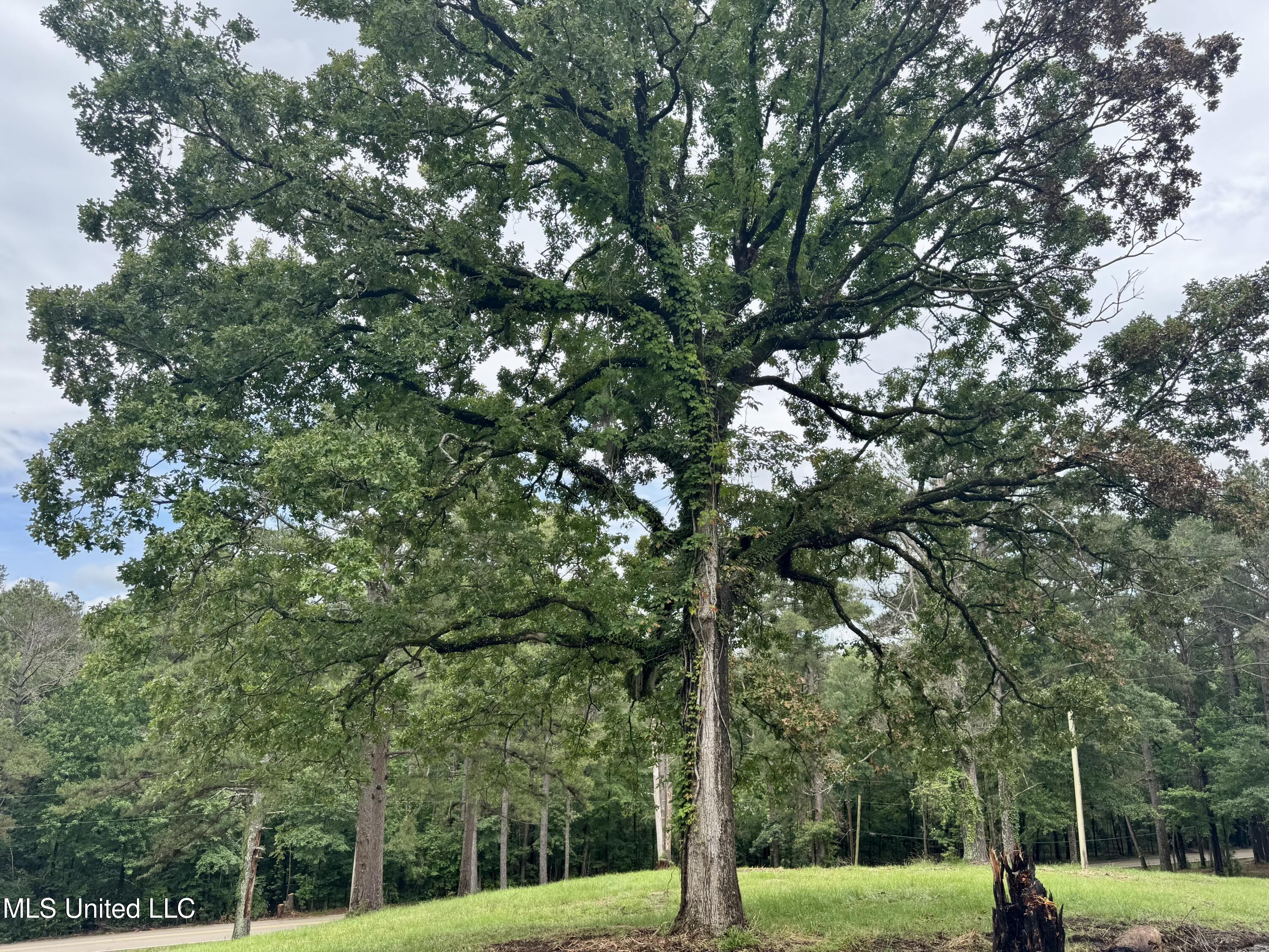 493 Gus Green Road Flora, MS 39071 - Photo 4 of 20 IMG_9006