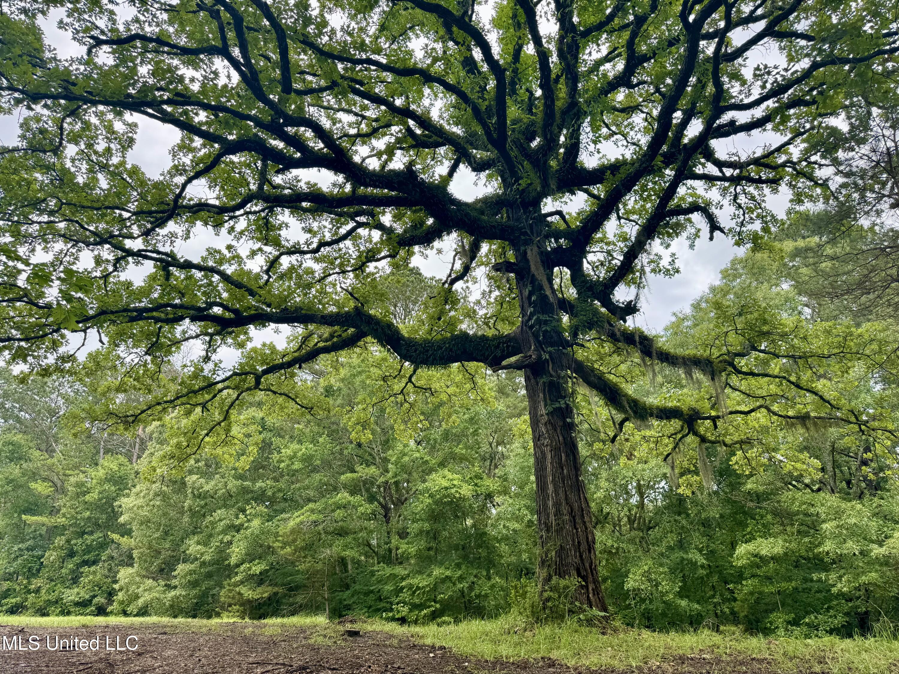 493 Gus Green Road Flora, MS 39071 - Photo 5 of 20 IMG_8999