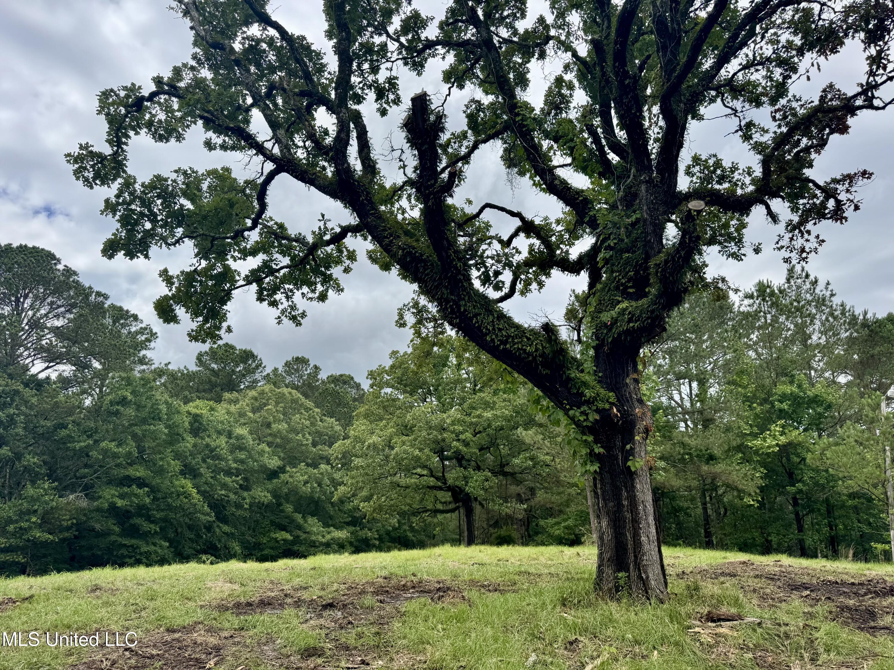 493 Gus Green Road Flora, MS 39071 - Photo 7 of 20 IMG_9009