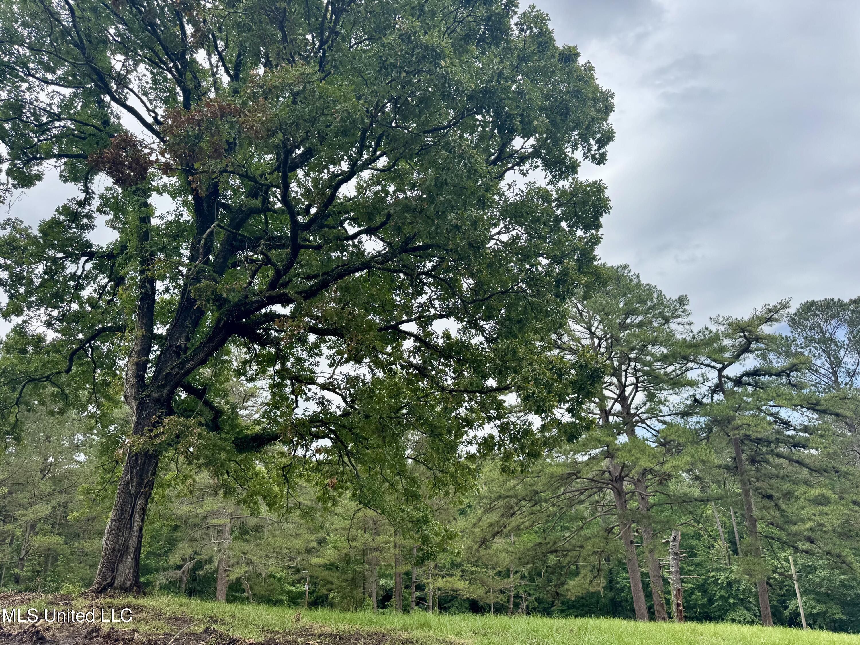 493 Gus Green Road Flora, MS 39071 - Photo 8 of 20 IMG_9010