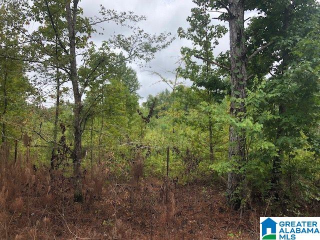 0 Nunnally Lake Road, Unit ACERAGE Ohatchee, AL 36271 - Photo 12 of 12