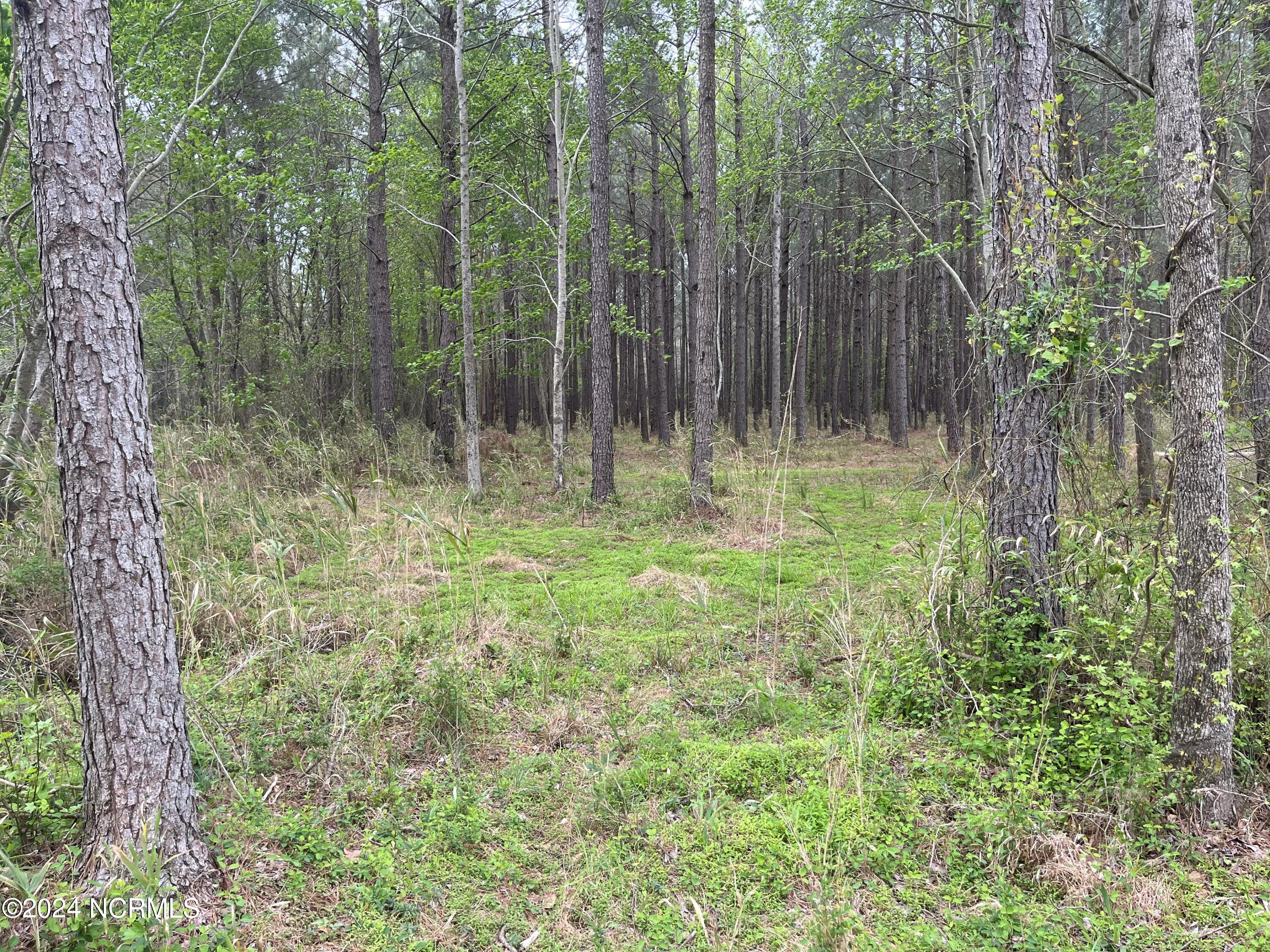 281 Rance Buck Road Vanceboro, NC 28586 - Photo 5 of 13 IMG_0286